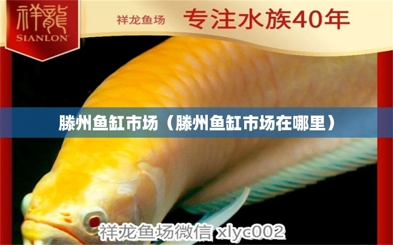 滕州鱼缸市场（滕州鱼缸市场在哪里） 祥龙水族医院