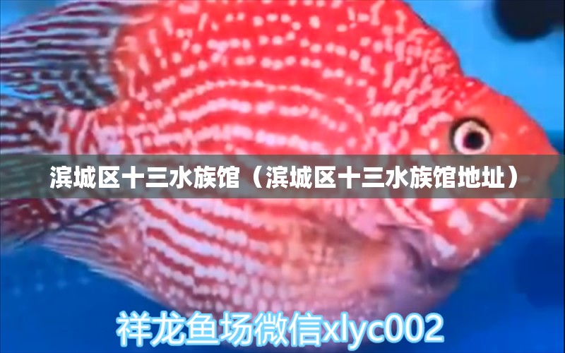 滨城区十三水族馆（滨城区十三水族馆地址）