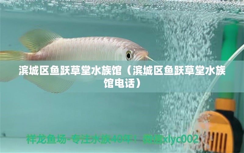 滨城区鱼跃草堂水族馆（滨城区鱼跃草堂水族馆电话）