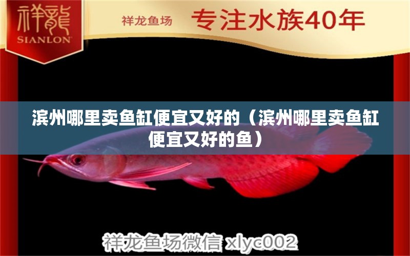 滨州哪里卖鱼缸便宜又好的（滨州哪里卖鱼缸便宜又好的鱼） 过背金龙鱼