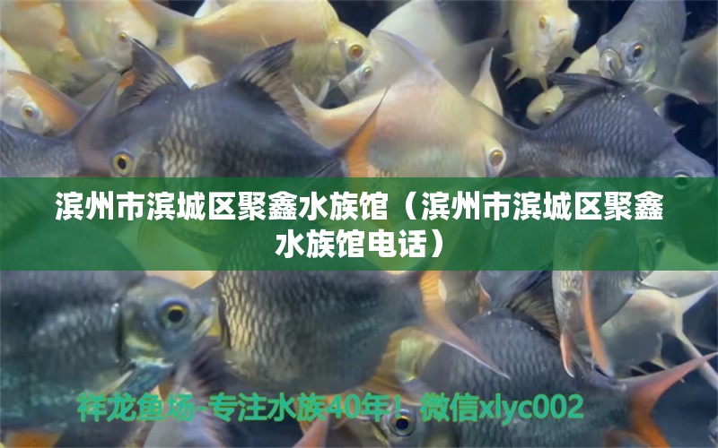 滨州市滨城区聚鑫水族馆（滨州市滨城区聚鑫水族馆电话） 全国水族馆企业名录