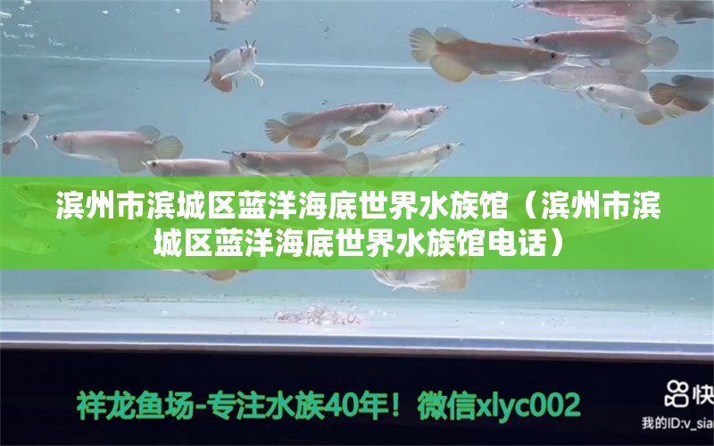 滨州市滨城区蓝洋海底世界水族馆（滨州市滨城区蓝洋海底世界水族馆电话）