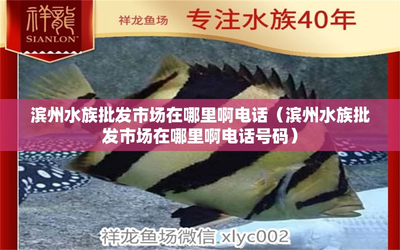 滨州水族批发市场在哪里啊电话（滨州水族批发市场在哪里啊电话号码） 观赏鱼水族批发市场