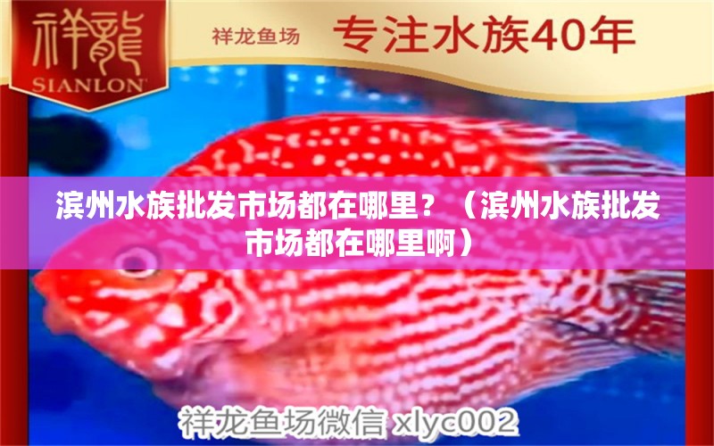 滨州水族批发市场都在哪里？（滨州水族批发市场都在哪里啊） 观赏鱼水族批发市场