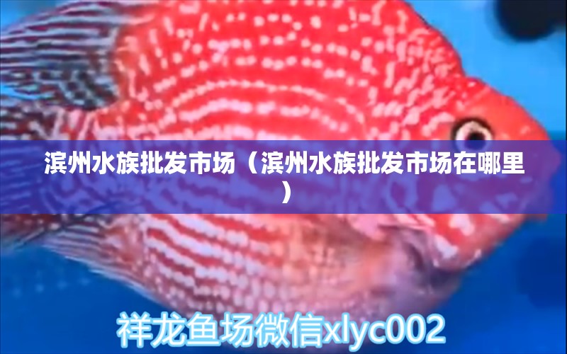 滨州水族批发市场（滨州水族批发市场在哪里） 观赏鱼水族批发市场