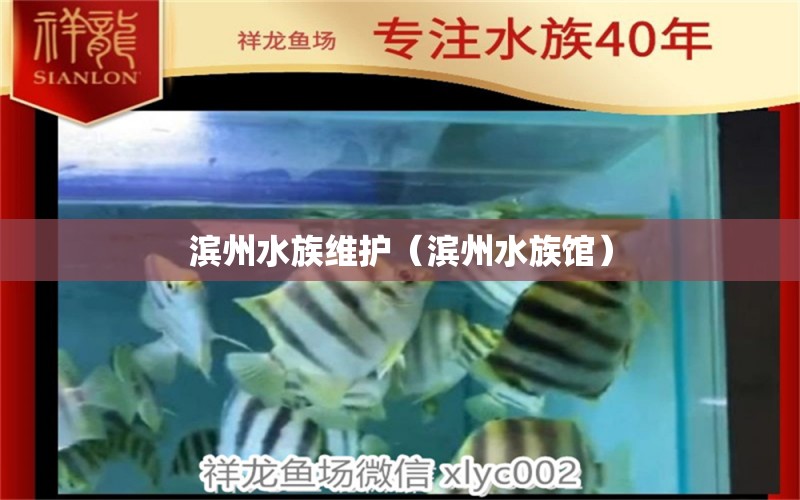 滨州水族维护（滨州水族馆） 蝴蝶鲤