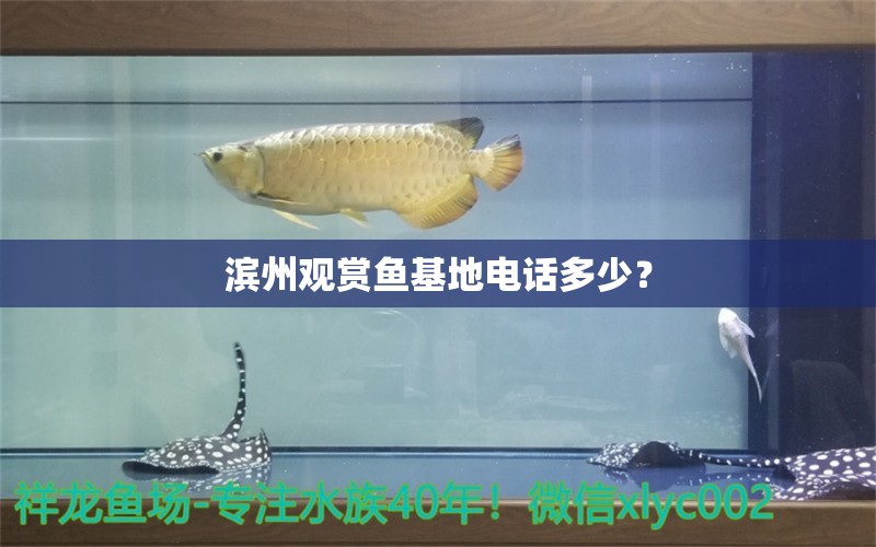 滨州观赏鱼基地电话多少？