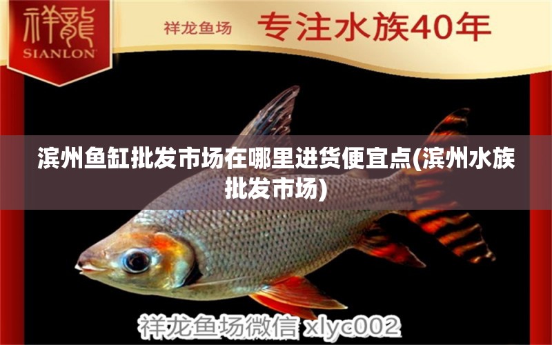 滨州鱼缸批发市场在哪里进货便宜点(滨州水族批发市场) 观赏鱼水族批发市场