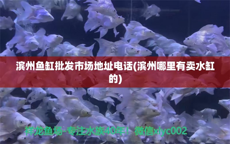 滨州鱼缸批发市场地址电话(滨州哪里有卖水缸的) 黄金眼镜蛇雷龙鱼