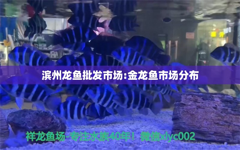 滨州龙鱼批发市场:金龙鱼市场分布