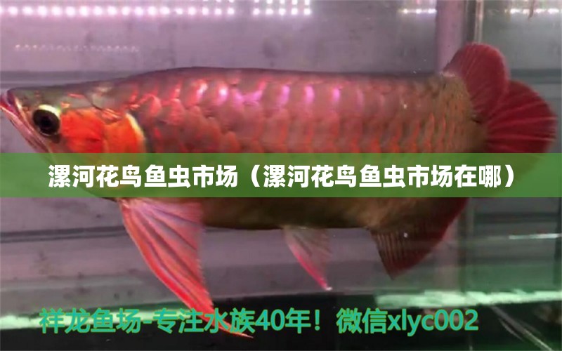 漯河花鸟鱼虫市场（漯河花鸟鱼虫市场在哪） 观赏鱼水族批发市场