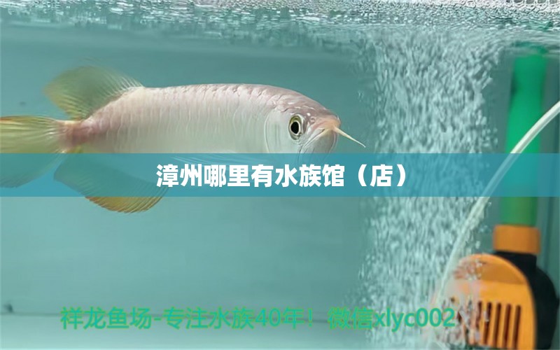 漳州哪里有水族馆（店） 观赏鱼水族批发市场