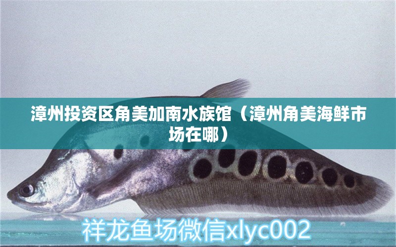 漳州投资区角美加南水族馆（漳州角美海鲜市场在哪） 全国水族馆企业名录