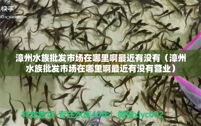 漳州水族批发市场在哪里啊最近有没有（漳州水族批发市场在哪里啊最近有没有营业） 观赏鱼水族批发市场