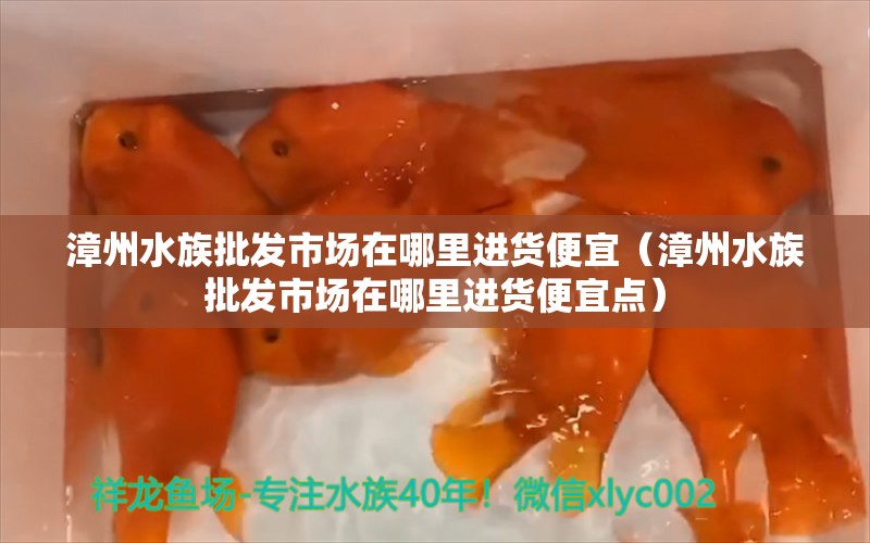 漳州水族批发市场在哪里进货便宜（漳州水族批发市场在哪里进货便宜点） 观赏鱼水族批发市场