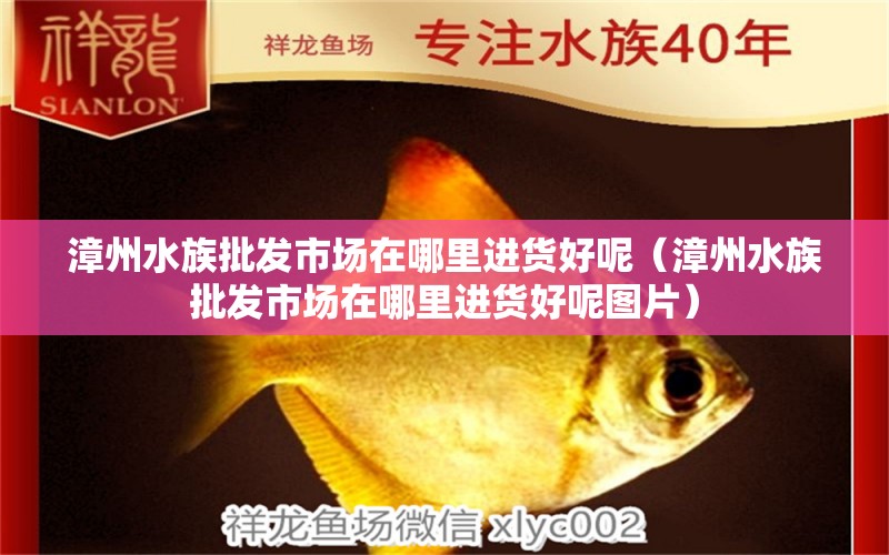 漳州水族批发市场在哪里进货好呢（漳州水族批发市场在哪里进货好呢图片） 观赏鱼水族批发市场