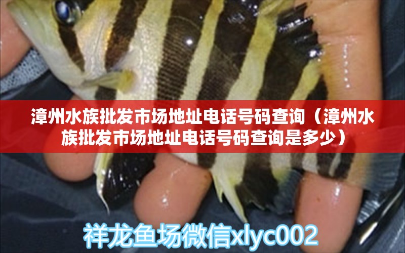 漳州水族批发市场地址电话号码查询（漳州水族批发市场地址电话号码查询是多少） 观赏鱼水族批发市场