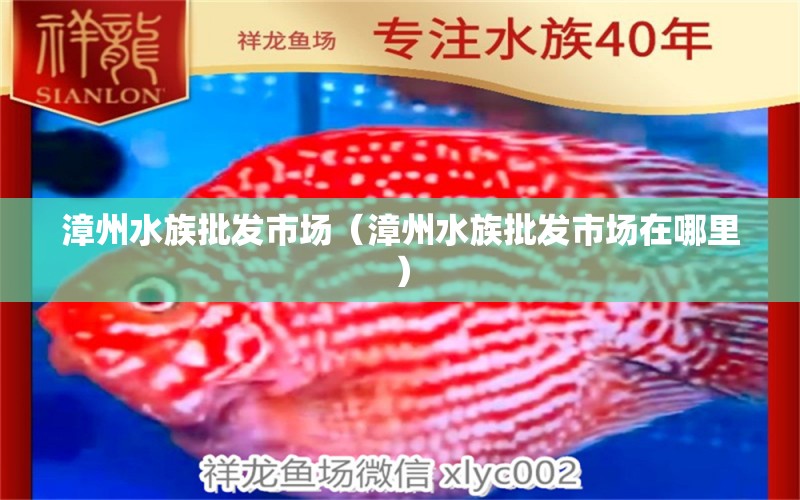 漳州水族批发市场（漳州水族批发市场在哪里） 观赏鱼水族批发市场