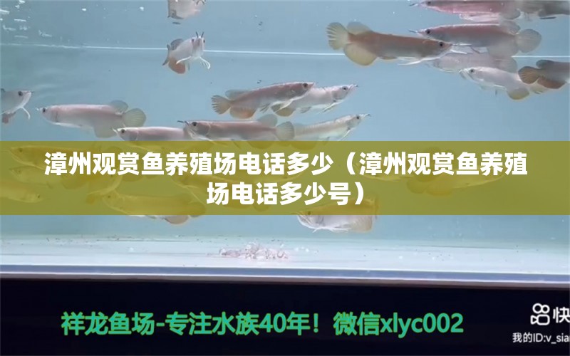 漳州观赏鱼养殖场电话多少（漳州观赏鱼养殖场电话多少号） 祥龙水族医院