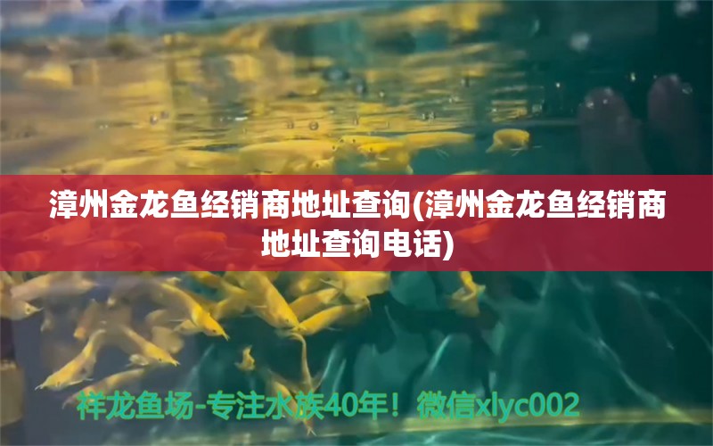 漳州金龙鱼经销商地址查询(漳州金龙鱼经销商地址查询电话) 白子黄化银龙鱼