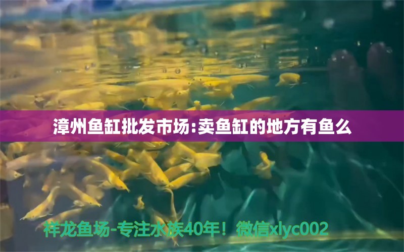 漳州鱼缸批发市场:卖鱼缸的地方有鱼么