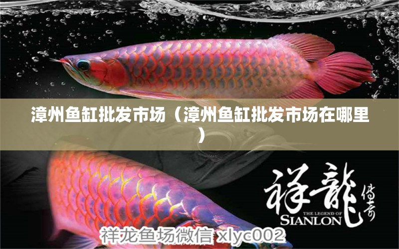 漳州鱼缸批发市场（漳州鱼缸批发市场在哪里） 观赏鱼水族批发市场