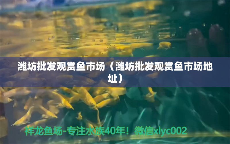 潍坊批发观赏鱼市场（潍坊批发观赏鱼市场地址） 观赏鱼市场（混养鱼）