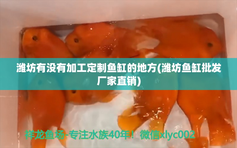 潍坊有没有加工定制鱼缸的地方(潍坊鱼缸批发厂家直销) 印尼红龙鱼