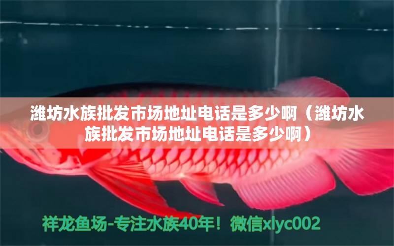 潍坊水族批发市场地址电话是多少啊（潍坊水族批发市场地址电话是多少啊）