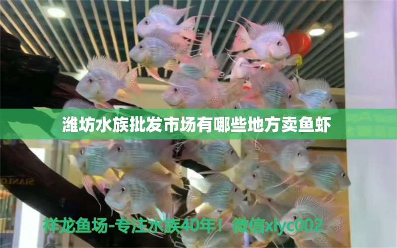 潍坊水族批发市场有哪些地方卖鱼虾 