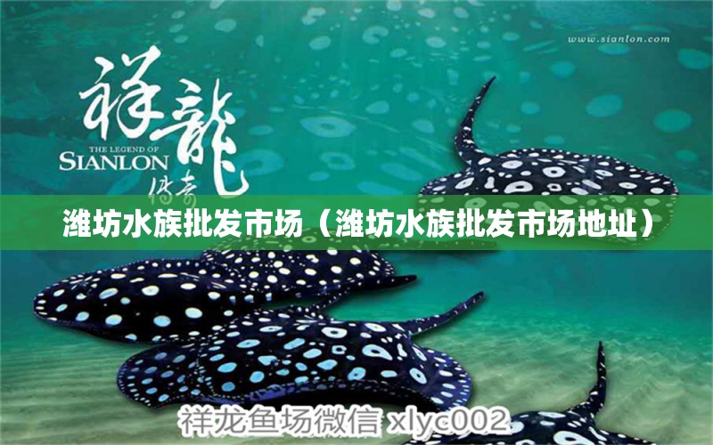 潍坊水族批发市场（潍坊水族批发市场地址）