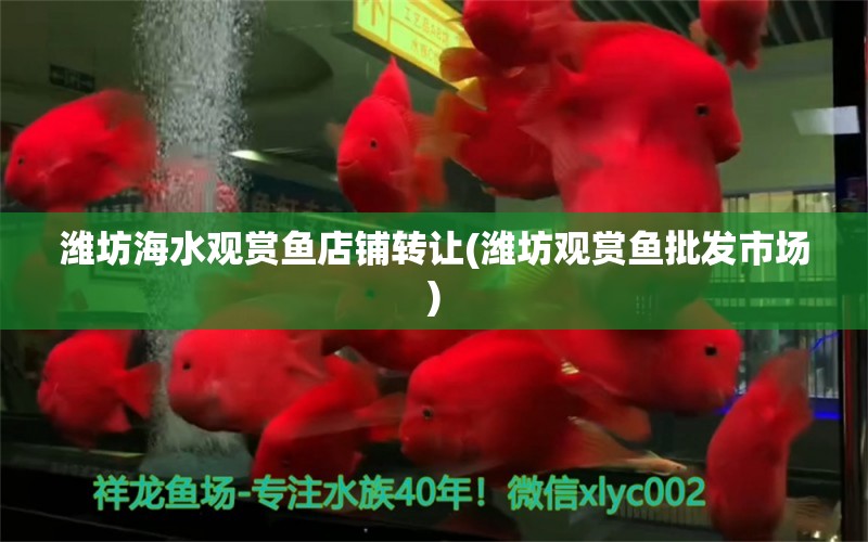 潍坊海水观赏鱼店铺转让(潍坊观赏鱼批发市场) 观赏鱼批发