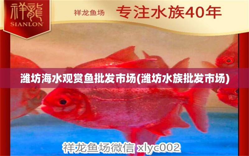 潍坊海水观赏鱼批发市场(潍坊水族批发市场) 观赏鱼批发