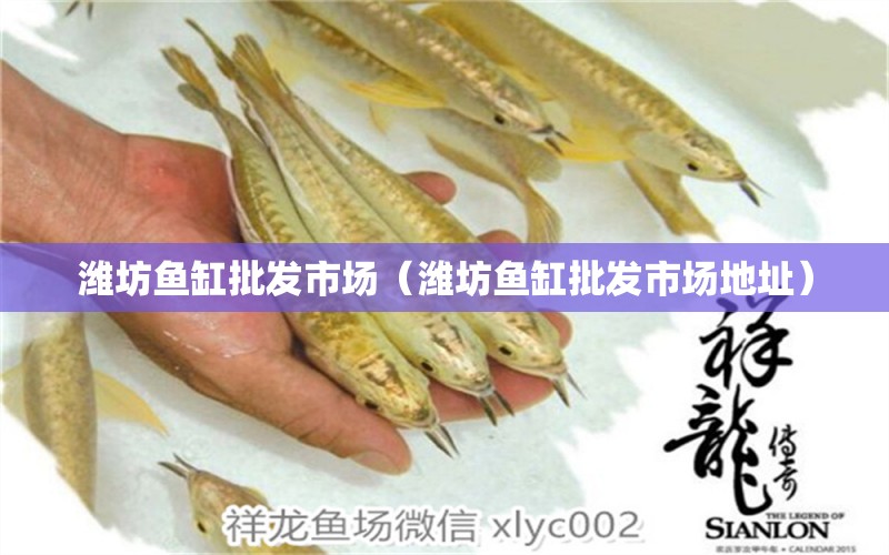 潍坊鱼缸批发市场（潍坊鱼缸批发市场地址） 观赏鱼水族批发市场