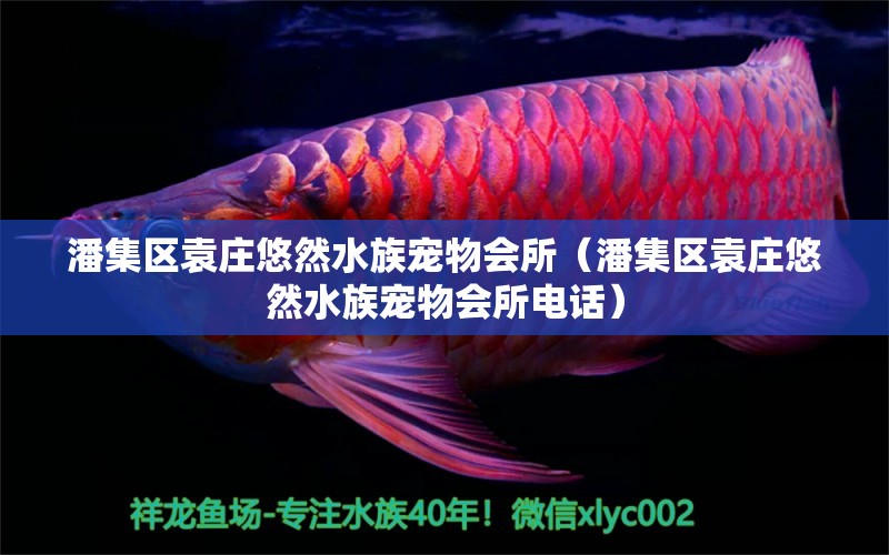 潘集区袁庄悠然水族宠物会所（潘集区袁庄悠然水族宠物会所电话） 全国水族馆企业名录