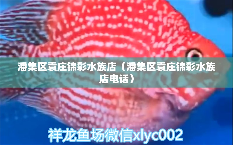 潘集区袁庄锦彩水族店（潘集区袁庄锦彩水族店电话）