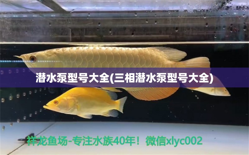 潜水泵型号大全(三相潜水泵型号大全) 白子关刀鱼