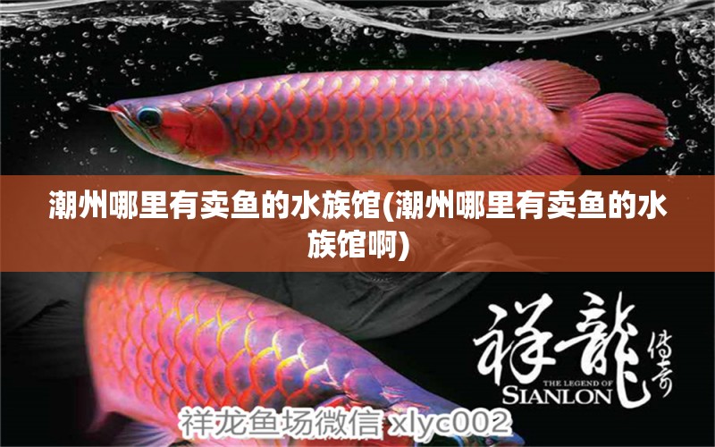 潮州哪里有卖鱼的水族馆(潮州哪里有卖鱼的水族馆啊) 黑白双星