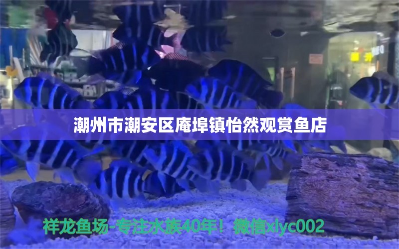 潮州市潮安区庵埠镇怡然观赏鱼店 全国水族馆企业名录