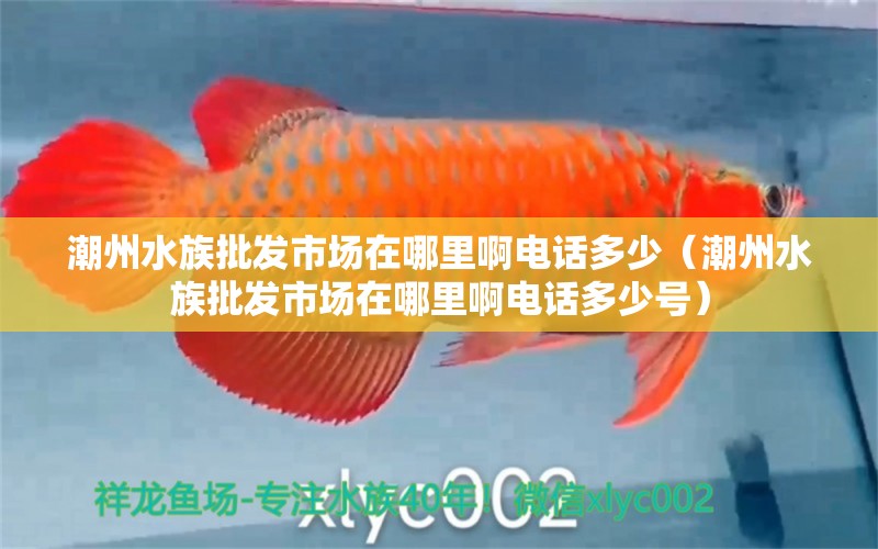 潮州水族批发市场在哪里啊电话多少（潮州水族批发市场在哪里啊电话多少号）