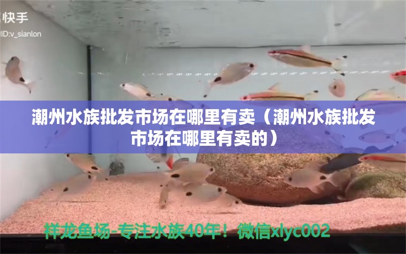 潮州水族批发市场在哪里有卖（潮州水族批发市场在哪里有卖的）