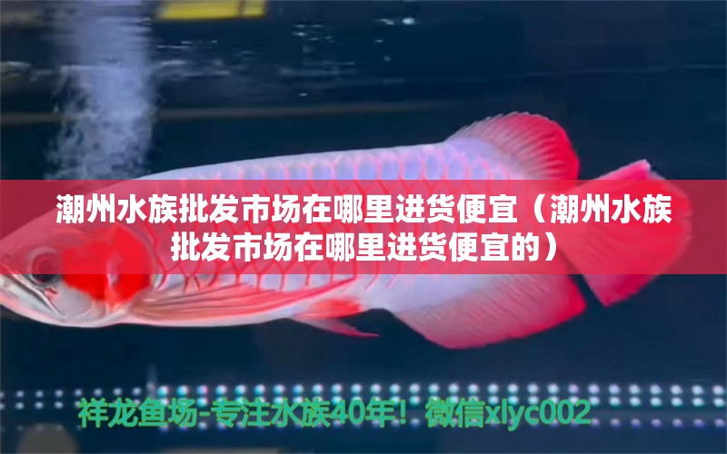 潮州水族批发市场在哪里进货便宜（潮州水族批发市场在哪里进货便宜的） 古典过背金龙鱼