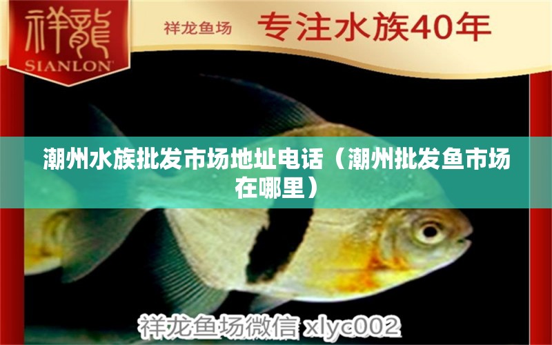 潮州水族批发市场地址电话（潮州批发鱼市场在哪里） 纯血皇冠黑白魟鱼