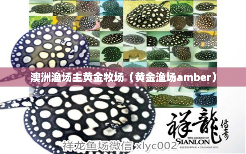 澳洲渔场主黄金牧场（黄金渔场amber）