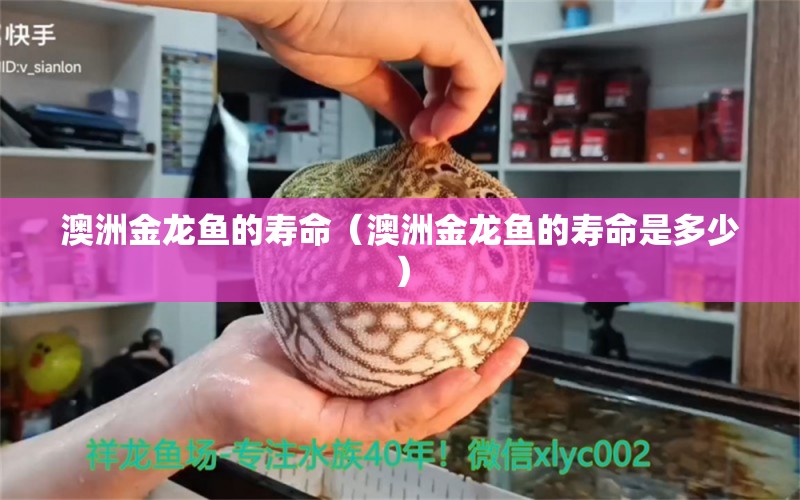 澳洲金龙鱼的寿命（澳洲金龙鱼的寿命是多少） 孵化器