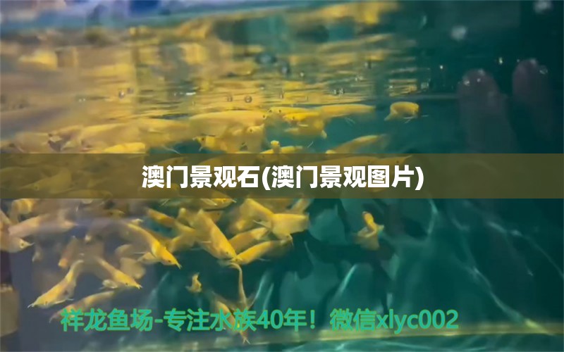 澳门景观石(澳门景观图片) 广州祥龙国际水族贸易 第1张