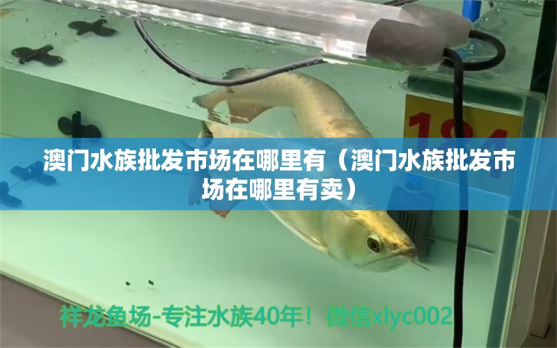 澳门水族批发市场在哪里有（澳门水族批发市场在哪里有卖）