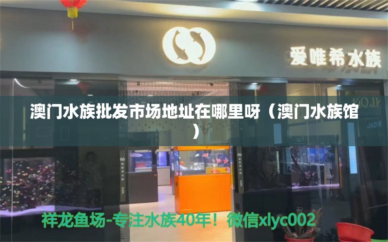 澳门水族批发市场地址在哪里呀（澳门水族馆）