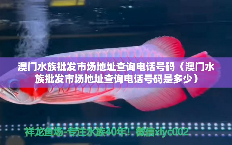 澳门水族批发市场地址查询电话号码（澳门水族批发市场地址查询电话号码是多少）