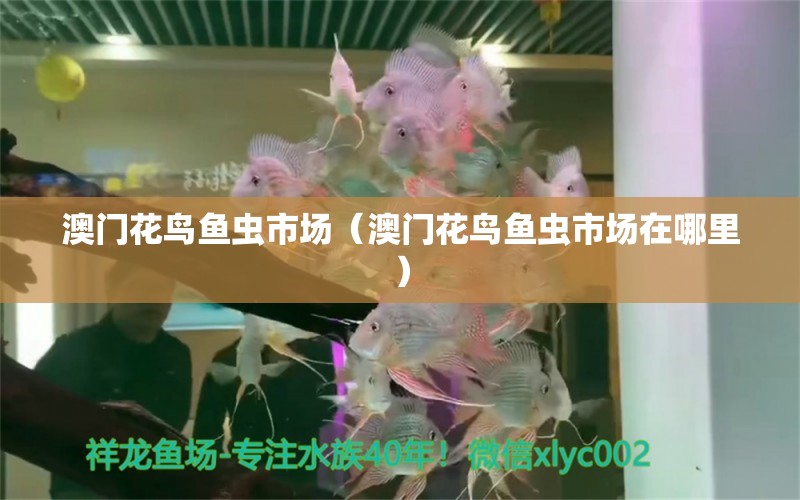 澳门花鸟鱼虫市场（澳门花鸟鱼虫市场在哪里） 观赏鱼水族批发市场